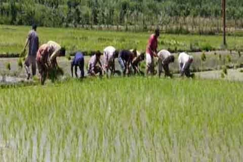 punjab paddy season start from today