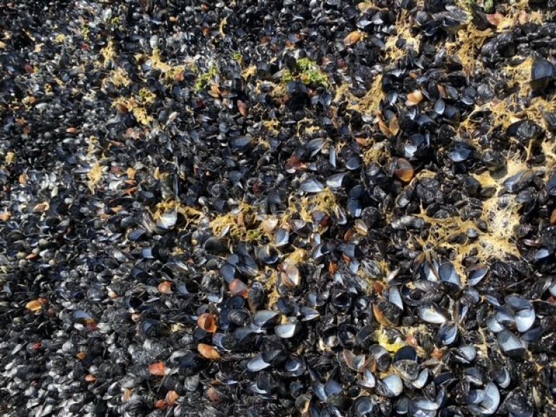 Crushing heat wave in Pacific Northwest and Canada cooked shellfish alive by the millions