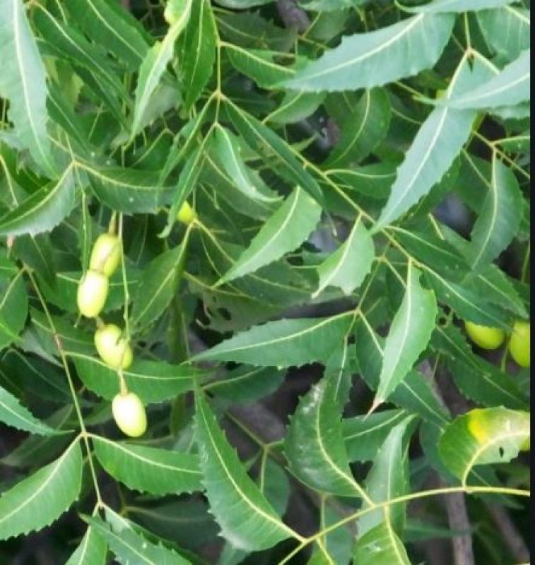 Neem
