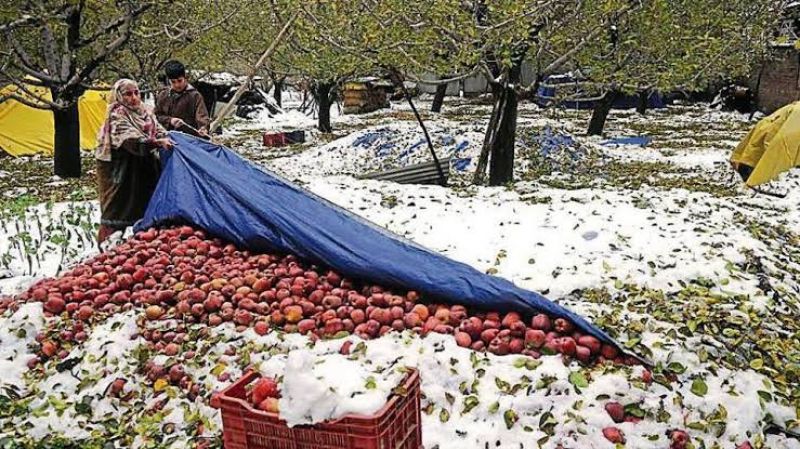  Snowfall in Kashmir damages apple orchards