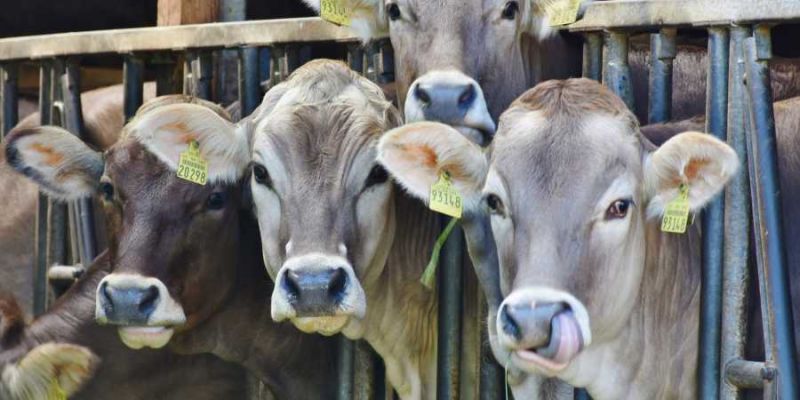 Now, also an Aadhaar card for cattle and buffaloes