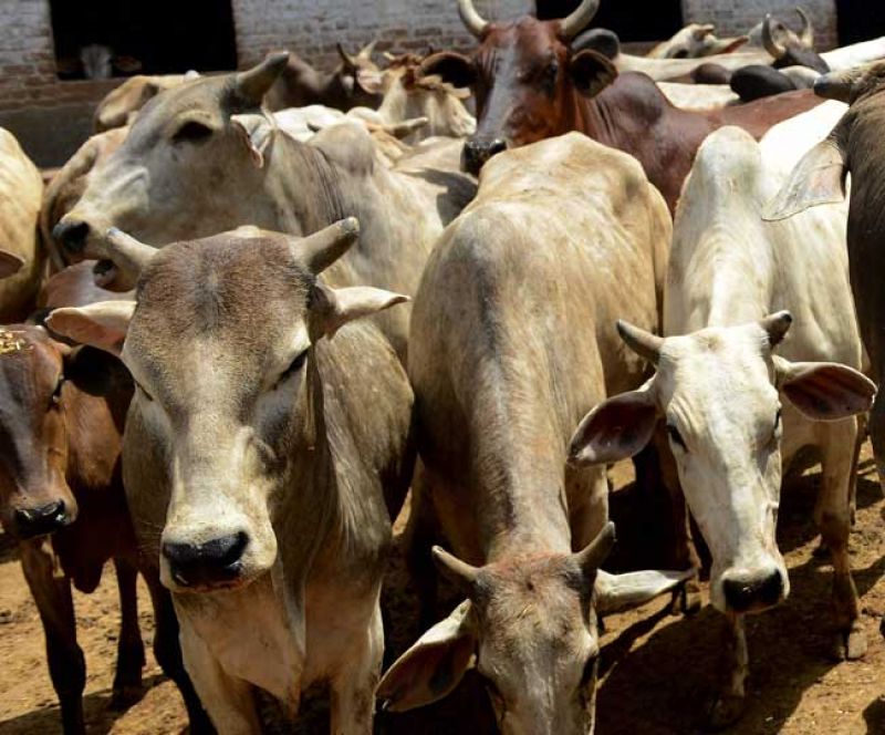 After  Humans Animal get Unique Identity Number