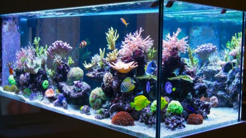 Aquarium