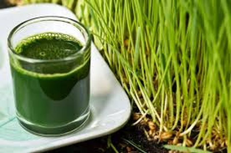 Wheat Grass Juice