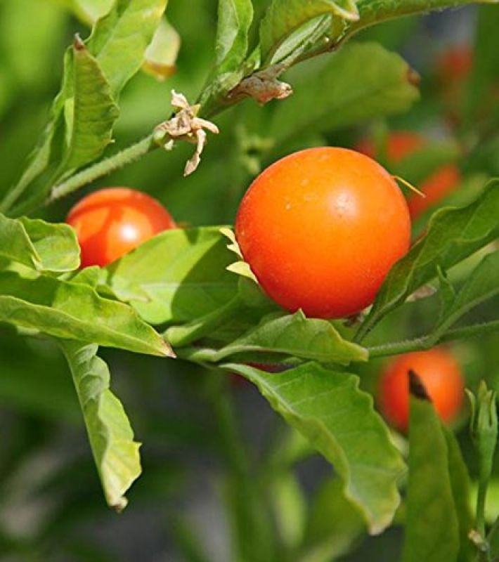  Cultivation of Ashwagandha