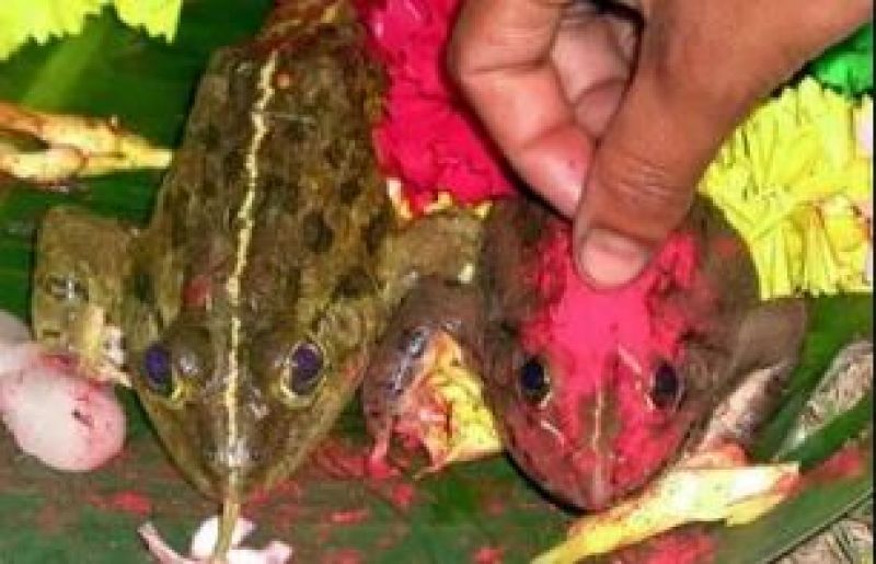 Frog Marriage