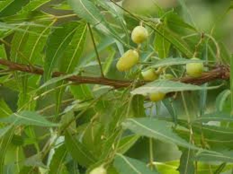 Neem 