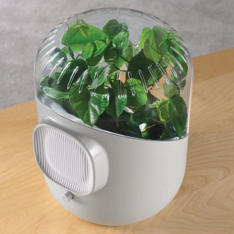 natural air purifier