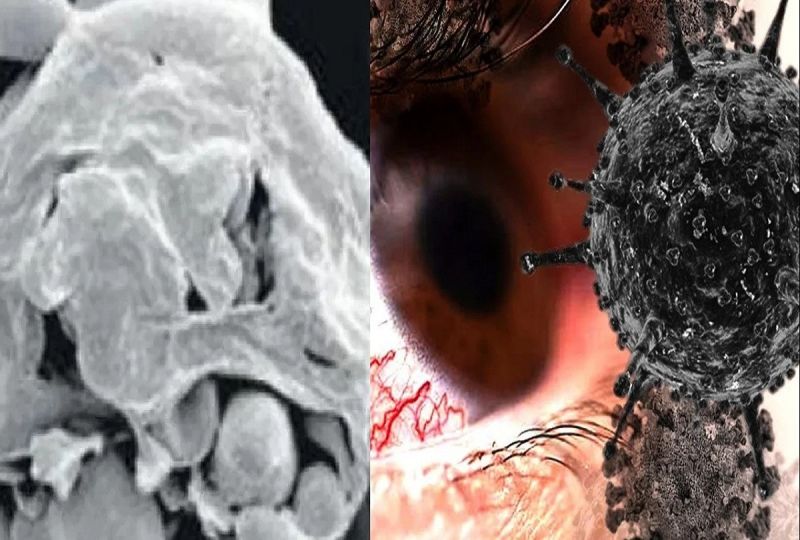 Black Fungus, white fungus