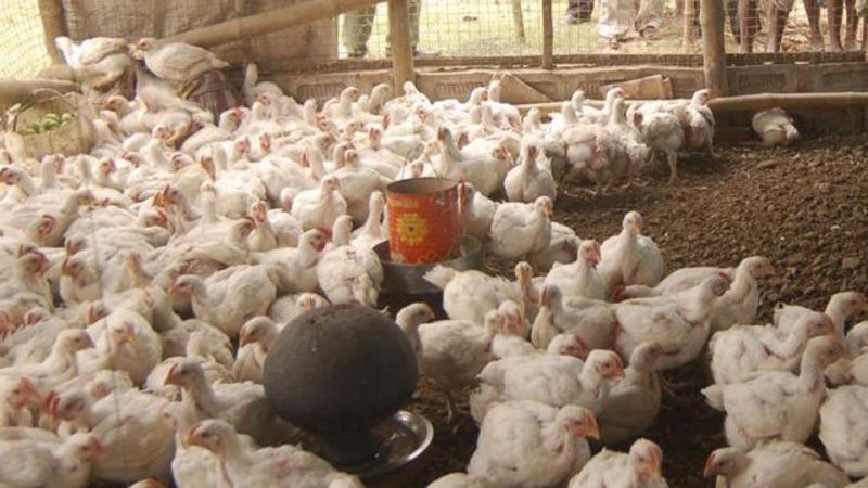 Punjab Poultry Farms