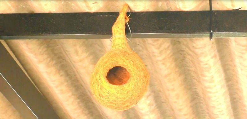 Youngsters from village Dhaula trying to save the birds