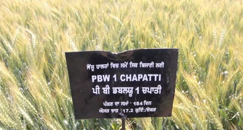 New wheat made by PAU, 