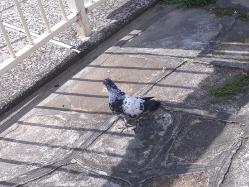 Pakistani pigeon