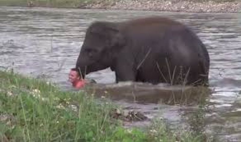 Emotivideo Elephant child