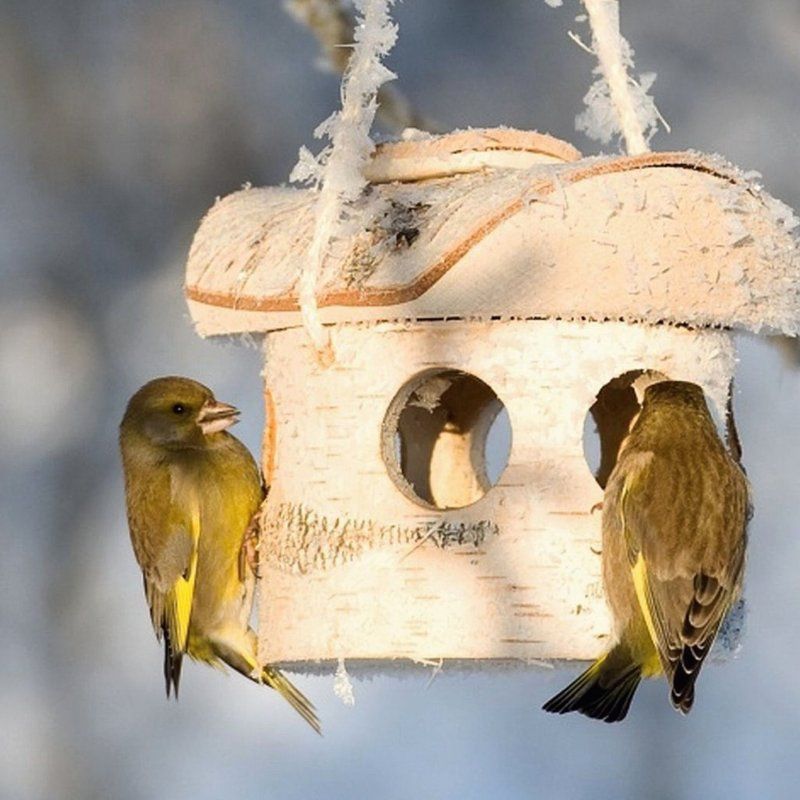 Bird Feeder