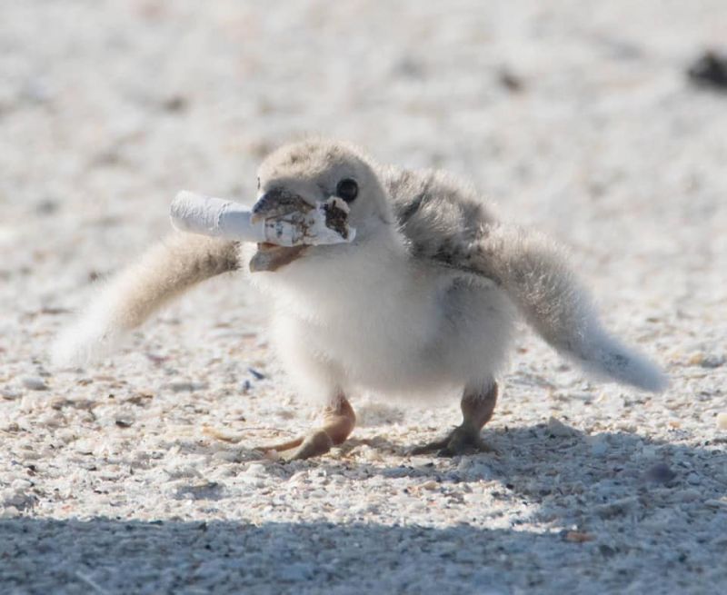 Bird Feeding its Baby a Cigarette Butt