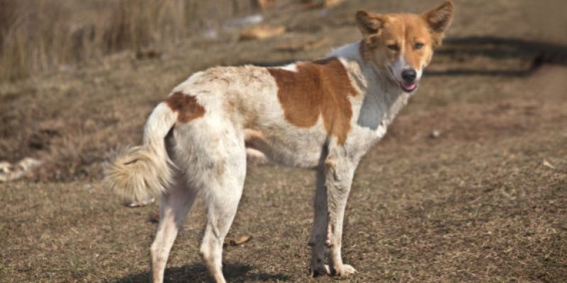  In Uttar Pradesh, dogs attacked another innocent girl
