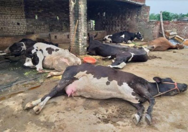 Tript Bajwa orders to conduct inquiry into death of cattles in Mohali 