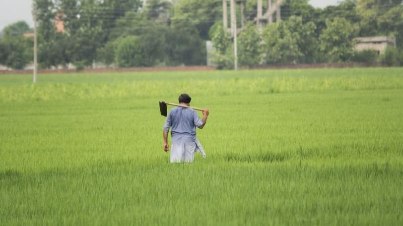  Trifolium alexandrinum 