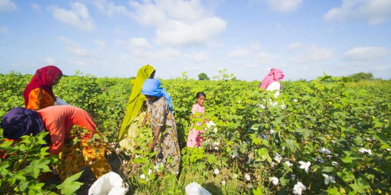 Cotton Farming