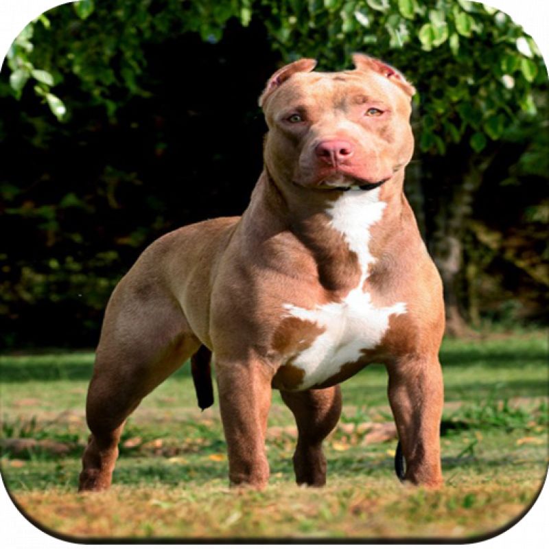 pitbull