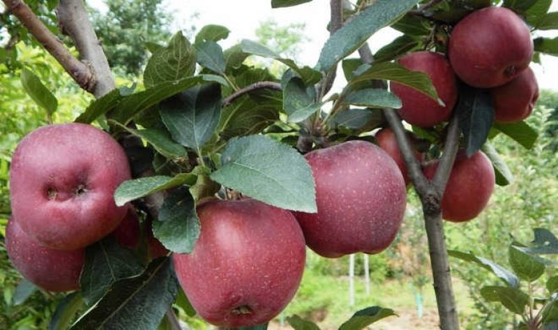 Offered ‘low rates’ by Adani, apple growers in Himachal turn to APMCs