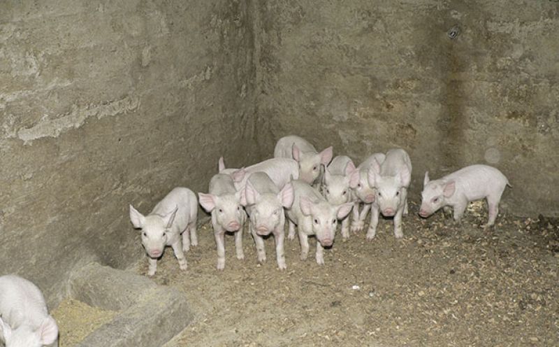 Pig farming