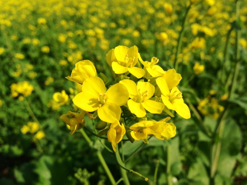 Mustard is a major crop for farmers