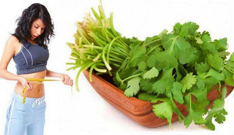 Coriander For Fat Loss