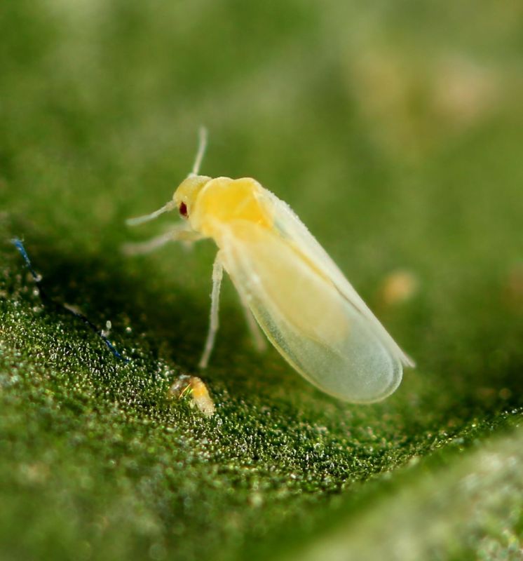 whitefly