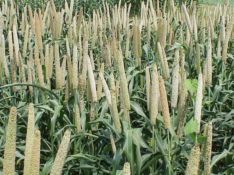 Millet farming