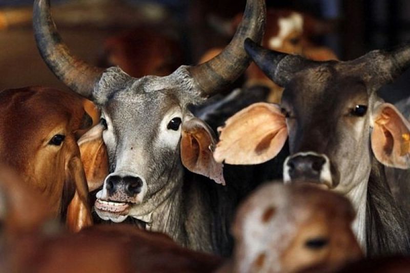Doubt of cow smuggling