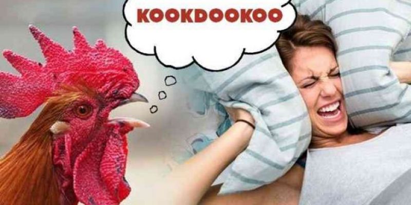 Roosters loud crowing triggers legal battle between neighbors in france