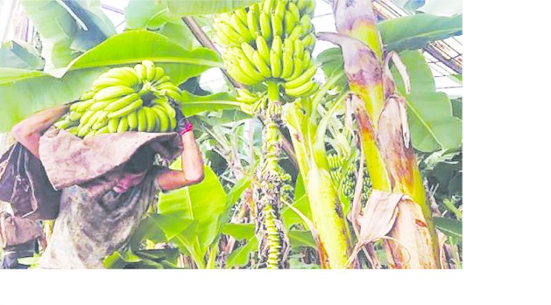 70 kg of bananas fell on the head of the laborer