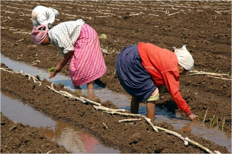 sugarcane Production