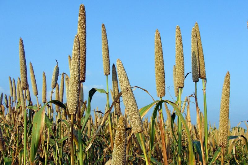Millet farming