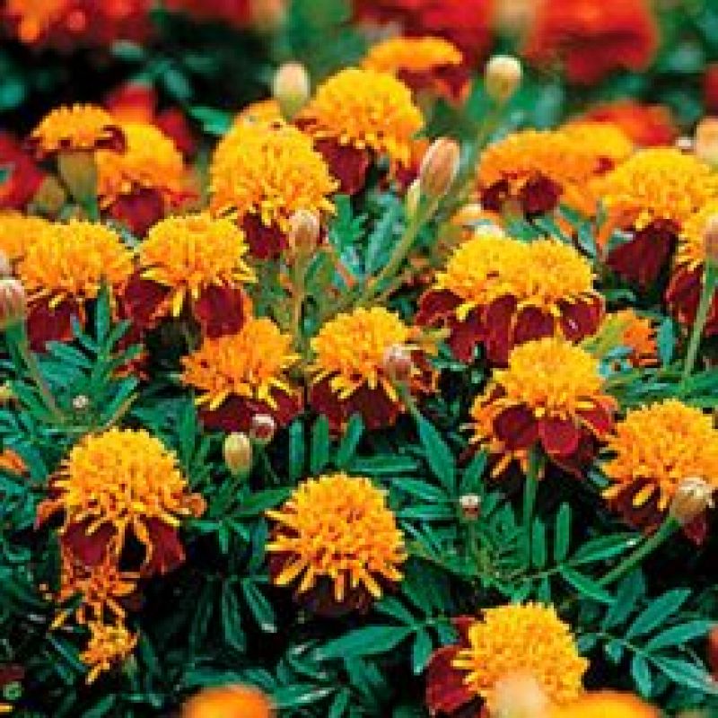 Marigold Flower Cultivation