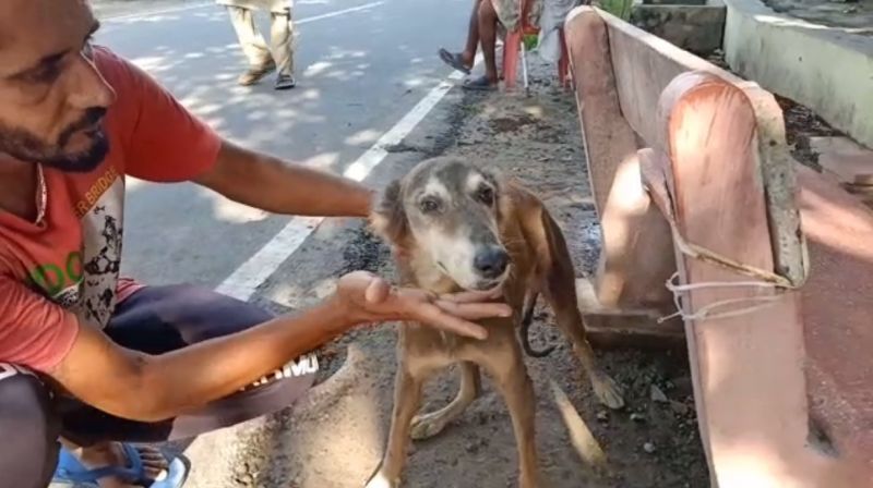 This dog became an example of loyalty 