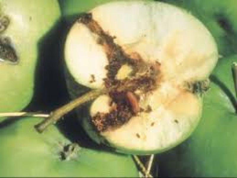  Prevention of diseases of fruit and deciduous plants