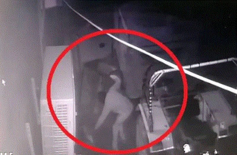 thieves stole cooler 