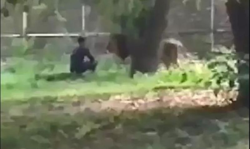 Man jumps inside lion enclosure in Delhi zoo; escapes unhurt