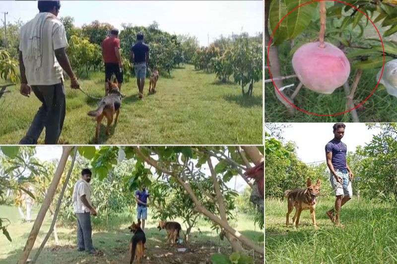 The owner kept 4 guards and 6 dogs to protect the mango worth Rs 2.5 lakh per kg