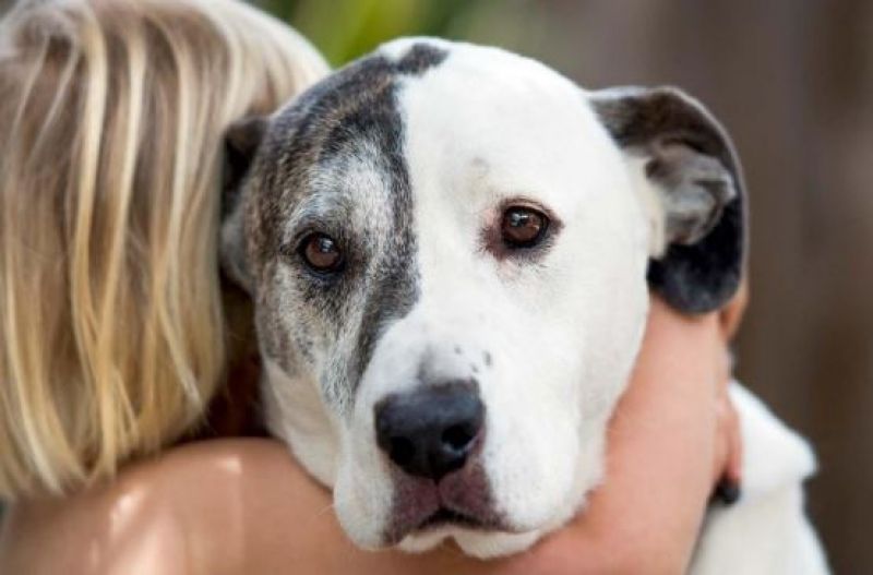 Amputation dog lick ohio woman