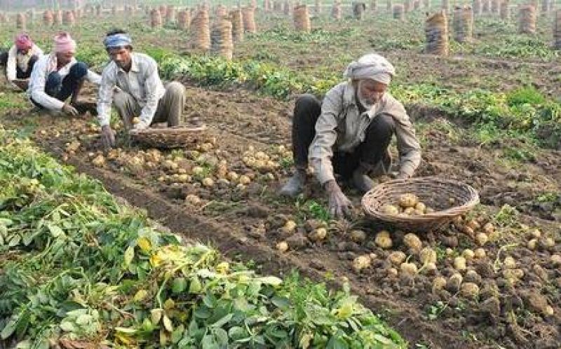 Potato Feiled In Punjab