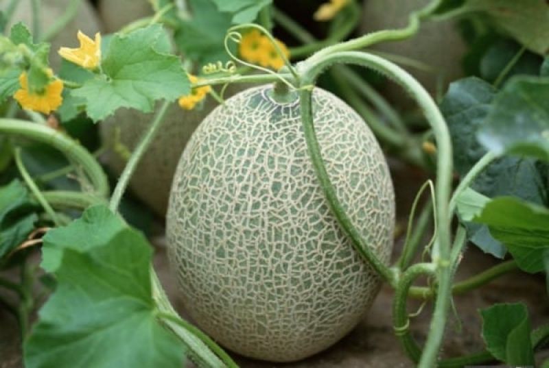 Melon Farming