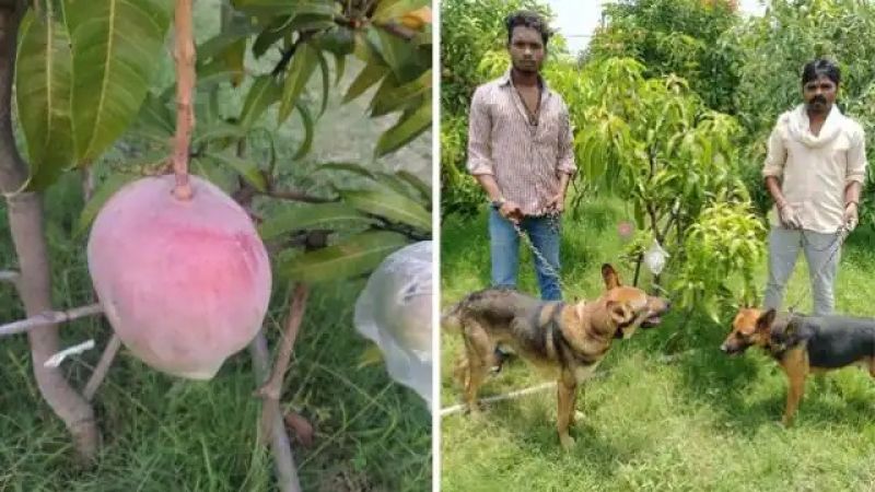 The owner kept 4 guards and 6 dogs to protect the mango worth Rs 2.5 lakh per kg