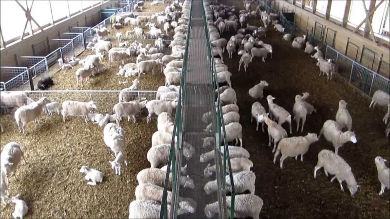 Sheep Farming