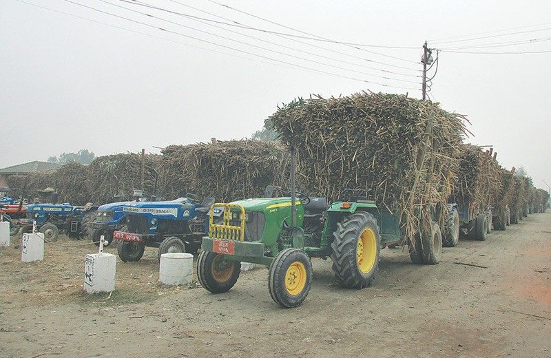 Sugarcane 