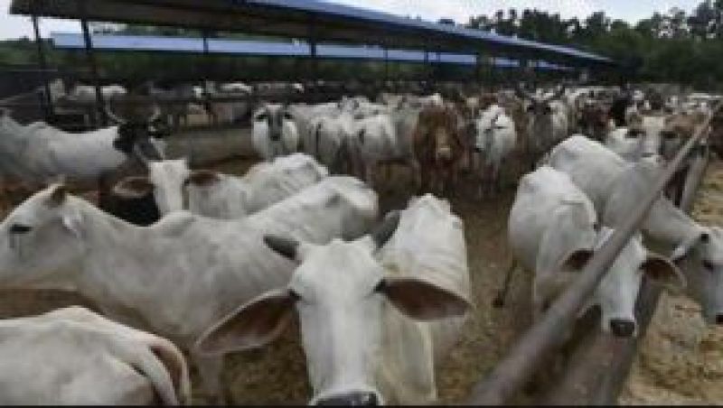 100 Cows Died in Uttar Pradesh