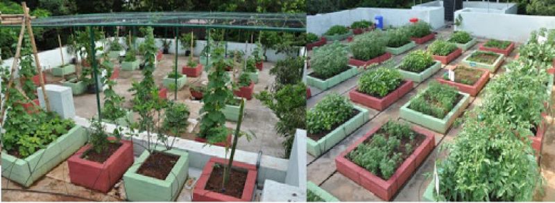 Roof Top Nutrition Garden